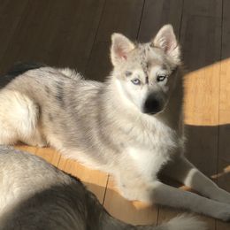 Graybie  - Pomsky