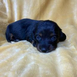 Drake - Black and tan male Dachshund puppy in Richmond, Virginia from Paw Prints