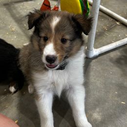 Green - White and sable male Shetland Sheepdog puppy in Fontanelle, Iowa from Jensen Farms Shelties