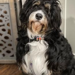 Zola - Bernedoodle