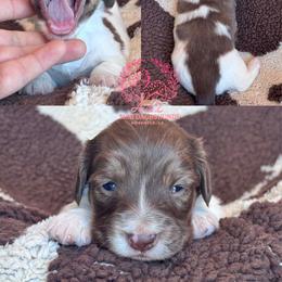 Steve - Brindle male Dachshund puppy in Hornbeck, Louisiana from A&Z Mini Dachshunds