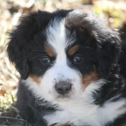 Bernedoodle and Bernese Mountain Dog Puppies from Faith and Family Farm