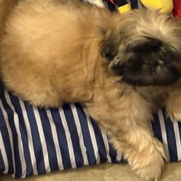 Shih Tzu Puppies from Shih-tzu Dynasty