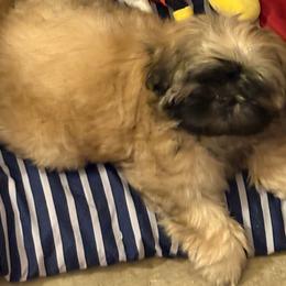 Shih Tzu Puppies from Shih-tzu Dynasty