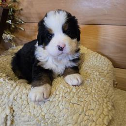 Ms Bee - Black tan and white female Bernese Mountain Dog puppy in Gaffney, South Carolina from Circle D Farms
