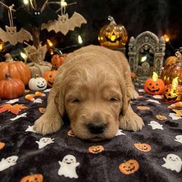 Alder - Apricot male Goldendoodle puppy in Indiana, Pennsylvania from Kathy's Doodles