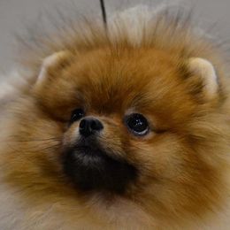Pomeranians from Danco Pomeranians