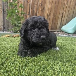 Shadow green - Black male Labradoodle puppy in Commerce City, Colorado from Playful Paws Labradoodles