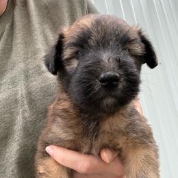 Erik - Wheaten male Soft Coated Wheaten Terrier puppy in Nokomis, Illinois from Windhill Wheatens