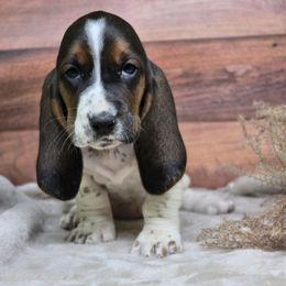 Judy (Red) - Black tan and white female Basset Hound puppy in Lebanon, Ohio from Lady Mae Bassets