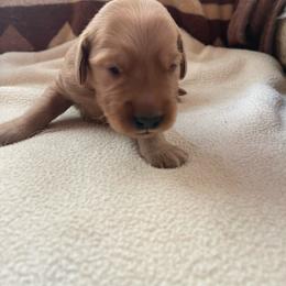 Cocoa - Golden female Golden Retriever puppy in Wellington, Colorado from High Country Golden Retrievers
