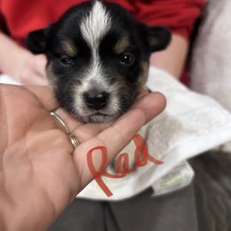 Dora (Girl 1) - Companion Cross puppy in Astoria, Oregon from Beam’s Cowboy Corgi’s