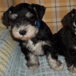 Miniature Schnauzers from Seder Kennel