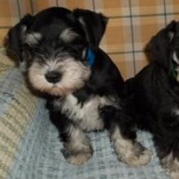 Miniature Schnauzers from Seder Kennel