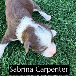 Sabrina Carpenter - Red tri-color female Aussiedoodle puppy in Bakersfield, California from Annie's Aussies