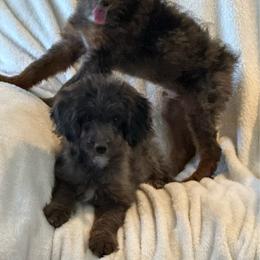 Jack - Blue merle male Aussiedoodle puppy in Churchill County Fallon, Nevada from Card Family Ranch