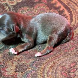 Girl 1 - Red tri female Miniature Australian Shepherd puppy in Hokes Bluff, Alabama from Alegria Toy Aussies
