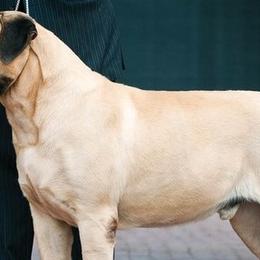 French Bulldogs and Mastiffs from Ashlan French Bulldogs/Divine Mastiffs