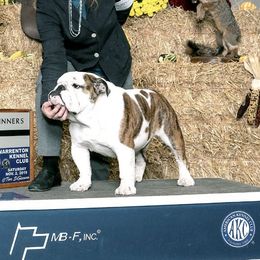 Gavi's Song - Bulldog