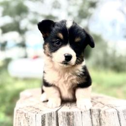 Latte - Black and tan female American Corgi puppy in Bayard, Nebraska from Puppies by Alies