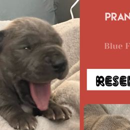 Girl 3-Prancer - Blue Great Dane puppy in Marlow, New Hampshire from Fox Hill Danes