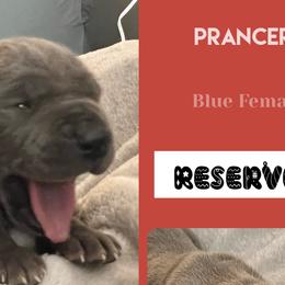 Girl 3-Prancer - Blue Great Dane puppy in Marlow, New Hampshire from Fox Hill Danes