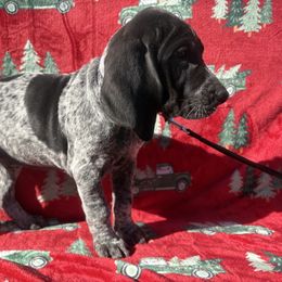 Tilly - Blue ticked female Bluetick Coonhound puppy in Mount Pleasant, Texas from Harmons Hounds