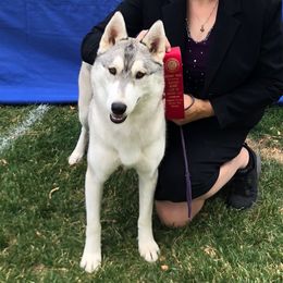 Pink - Siberian Husky