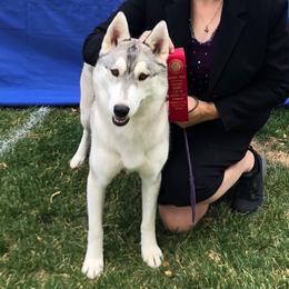 Pink - Siberian Husky
