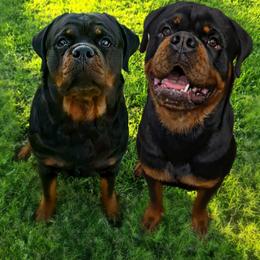Rottweiler puppies from Von Diamond Hearts Rottweilers