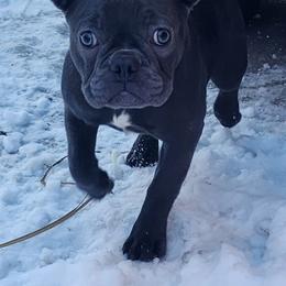 Cherry - Blue female French Bulldog puppy in Cincinnati, Ohio from Sun City Kennels