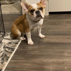 Rory - French Bulldog