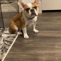 Rory - French Bulldog