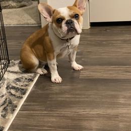 Rory - French Bulldog