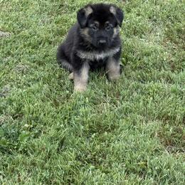 Bourbon - Black and tan male German Shepherd puppy in Linesville, Pennsylvania from Shenango Valley Shepherds