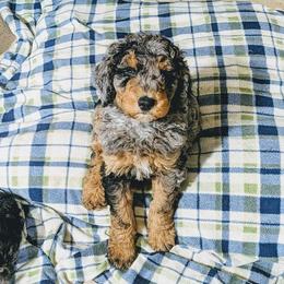 Jeff - Blue merle male Aussiedoodle puppy in Yacolt, Washington from Aussiedoodles by Maggie