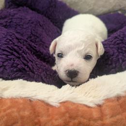 Bichon Frise Puppies from Jawoofski's Bichons