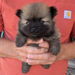 H - Orange sable male Pomeranian puppy in Cocoa, Florida from Pom Coast Pomeranians