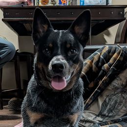 Nexie - Australian Cattle Dog