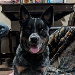 Nexie - Australian Cattle Dog