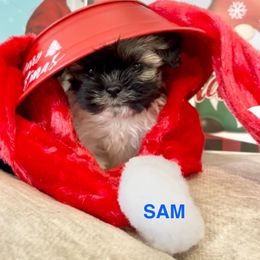Sam - Tricolor male Shih Tzu puppy in Denton, Maryland from Little Lions the Shih Tzu Kingdom