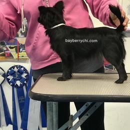Chihuahua Puppies from Bayberry Chihuahuas