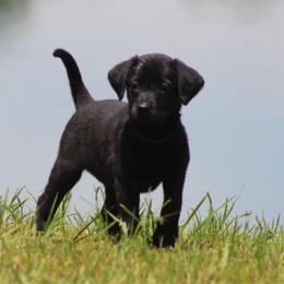 Girl 4 - Black female Labrador Retriever puppy in Four Oaks, North Carolina from TLC Retrievers