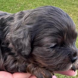 Girl 4 - Merle female Cavapoo puppy in Locust Grove, Georgia from Southern Charm Cavapoos