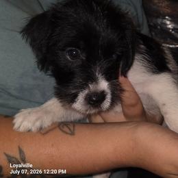 Spots - Black and white female Parson Russell Terrier puppy in Branford, Florida from Loyalville