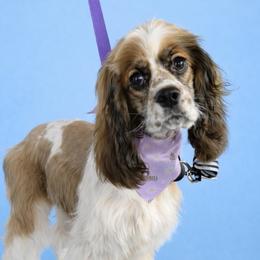 Blu - Cocker Spaniel