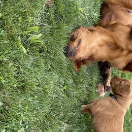 Golden Retriever Puppies from Up Beat Golden's