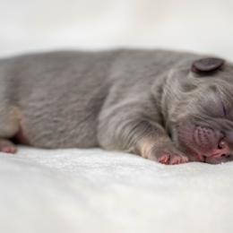 Bullet - Tricolors male French Bulldog puppy in Violet Hill, Arkansas from Obduro Bullies and Frenchies