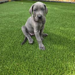 Freya - Blue female Great Dane puppy in Kannapolis, North Carolina from Carolina Great Danes & Toy Poodles