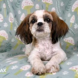 Shih Tzu Puppies from Altas Palmas Shih Tzu